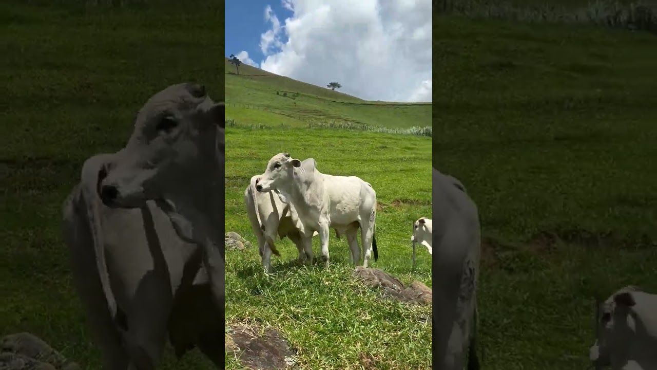 ￼ Tourada cabeceira vai todos pra o confinamento🥩🥩🥩