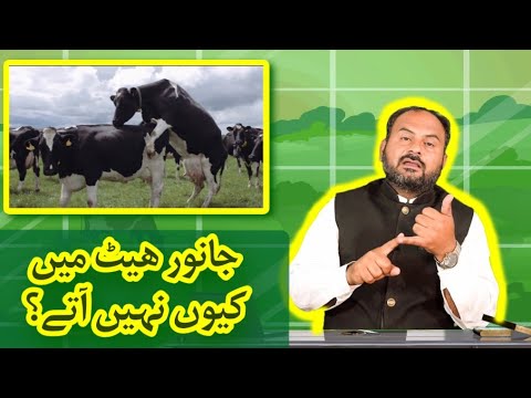 جانور ھیٹ میں کیوں نہیں آتے؟ || Cow Insemination period || Part 1