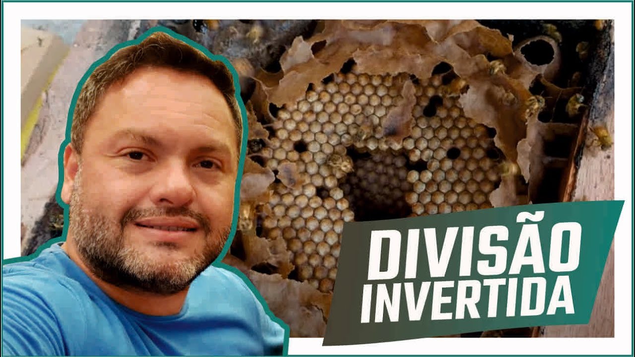Divisão invertida de abelha bugia, uruçú amarela. Vídeo bem didático! + Bônus