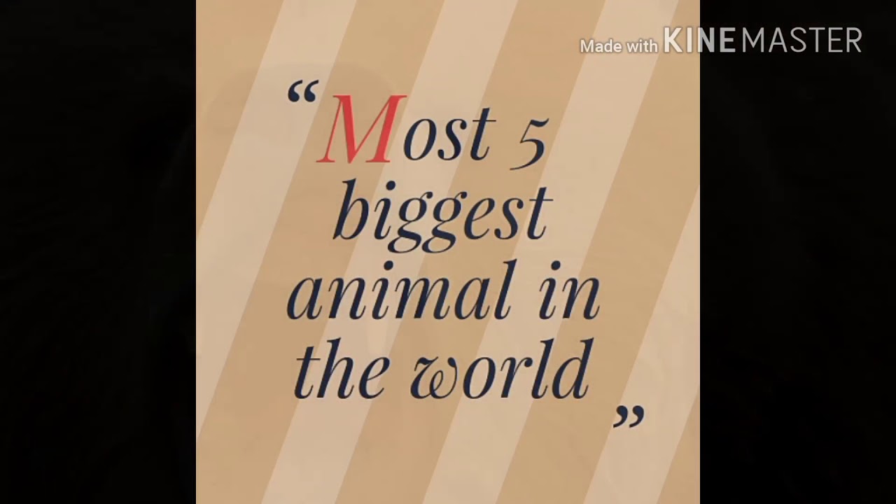 camera iphone 8 plus apk Most biggest animal in the world