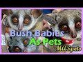 Bush Baby: The Pet Everyone Wants