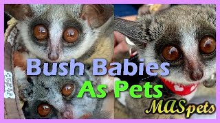 Bush Baby: The Pet Everyone Wants