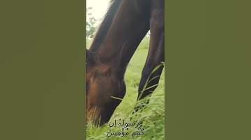 سورة الأنفال و،،كا.نك تسمعها لأ..و.ل مرة 💕💟🌻..🌸🌺💛؛💝بصوت الشيخ حمزة مد،بو.ح 💓💮،🧡💗..💙؛؛💘💝