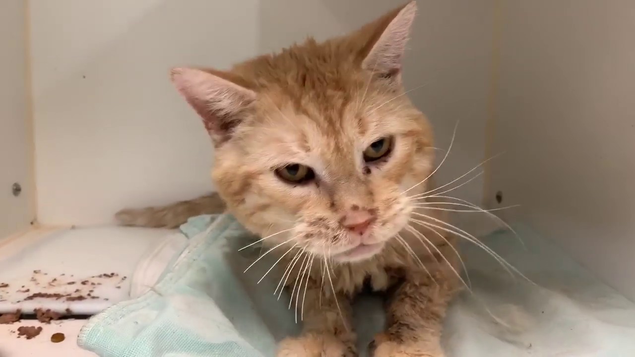 adopt cats long island Sunray 69357 -Orange Lovebug | NYCACC