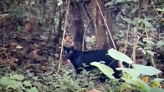 Download Lagu 7 Hari Didalam Hutan Ketemu apa saja? MP3 Download Lagu 7 Hari Didalam Hutan Ketemu apa saja? MP3