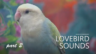 Peach-faced Lovebird's Sound:  White Head Opaline - Part 2