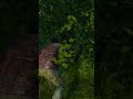 O FAMOSO PEITO DE AÇO 🦾 #dayz #oficial #shorts #pvp #livonia