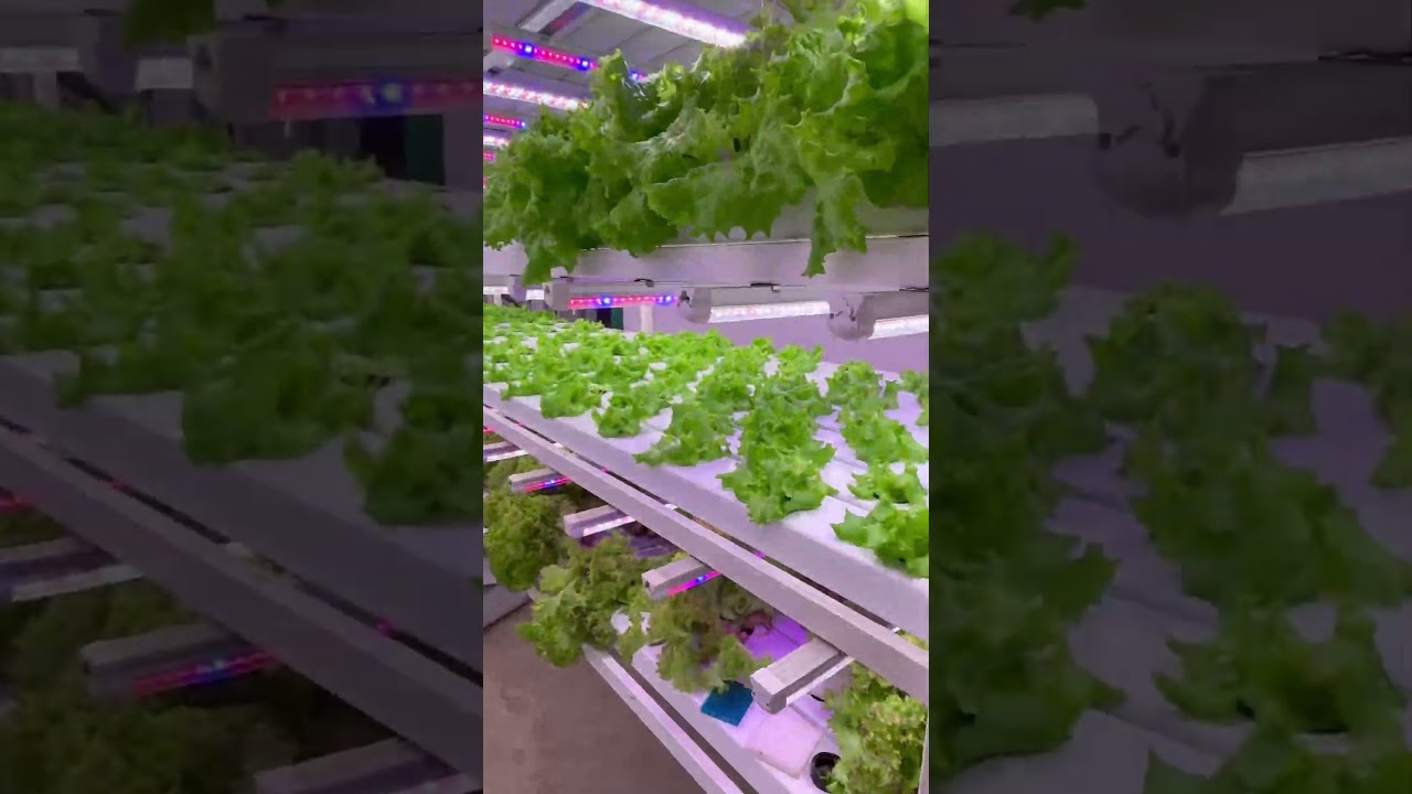 ЛЕТНИК  В ПОДВАЛЕ