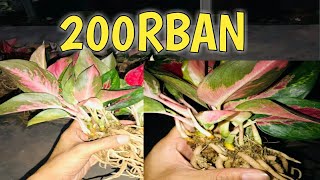 🔴[LIVE] LELANG SUKSOM BAWA ANAK CABANG DAN RUMPUN