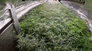 INDOOR JUNGLE #2 Take A look Week 3 flower & A look At Some Swine®