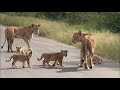 Lion cub cuteness overload. Two Lionesses Meet On The Road To Tshokwane from Skukuza at Leeupan