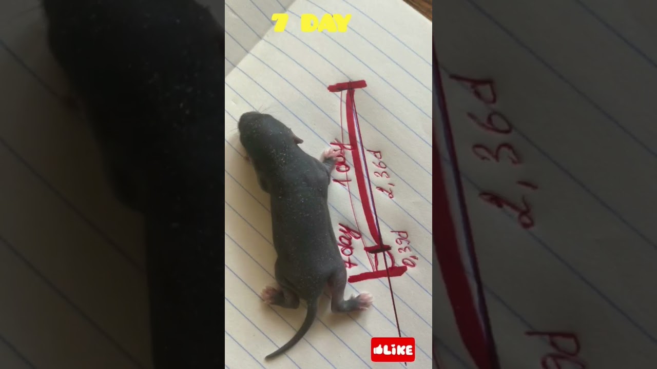 How the baby rats grow. From 