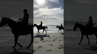 Horses on the Beach in Myrtle Beach, South Carolina! #myrtlebeach #myrtlebeachsc #beach #horses
Beautiful horses on the beach in Myrtle Beach, SC!
🔔 Subscribe for more Myrtle Beach videos: https://www.youtube.com/CarmenandBrian?sub_confirmation=1
Watch next:
ULTIMATE MYRTLE BEACH TRAVEL GUIDE! https://youtu.be/YvP2YBPDa3I
TOP 10 THINGS TO DO IN MYRTLE BEACH! https://youtu.be/CECG_OJAP8I
HOW TO AVOID CROWDS IN MYRTLE BEACH! https://youtu.be/gMfQfaKKWl4
BROADWAY AT THE BEACH FULL WALKING TOUR! https://youtu.be/DmY1fjUR1IU
MYRTLE BEACH BOARDWALK & OCEAN BOULEVARD WALKING TOUR! https://youtu.be/0U5sEO9QG6c
MYRTLE BEACH HOTELS & RESORTS! https://youtube.com/playlist?list=PLX-M6xaJhefymtb5mvTZEPYJOCBI8F6BA
MYRTLE BEACH VACATION PLANNING TIPS! https://www.youtube.com/playlist?list=PLX-M6xaJhefxs_hyLs86NE_y8ti5r7Dds
MYRTLE BEACH WEATHER! https://www.youtube.com/playlist?list=PLX-M6xaJhefyPqXeIAh7LBp_JrolnvTr2
MYRTLE BEACH RESTAURANT REVIEWS! https://www.youtube.com/playlist?list=PLX-M6xaJhefw-IhGru93faQytguIY6kyZ
MYRTLE BEACH SHOPPPING: https://www.youtube.com/playlist?list=PLX-M6xaJhefzKfxd2lOC-Bo_Cr12GVKjn
MYRTLE BEACH SKYWHEEL! https://youtu.be/0VQp35L0p4Y
Lets connect!
Twitter: @CarmenandBrian
Instagram: https://www.instagram.com/CarmenandBrian
Facebook: https://www.facebook.com/CarmenandBrian
Disclaimer:
We are in no way affiliated with any companies mentioned. This is not a sponsored video. The opinions, reviews, and suggestions on this video are our own personal views and experiences. This video is not intended to replace your own research, nor to provide legal advice of any kind. For legal advice consult a lawyer. Bicycle at your own risk.
#myrtlebeach #myrtlebeachsc #myrtlebeachsouthcarolina Horses on the Beach in Myrtle Beach, South Carolina! #myrtlebeach #myrtlebeachsc #beach #horses