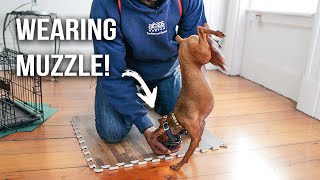 Muzzle Conditioning Your Dog with Games! | Itty's Muzzle EP. 5