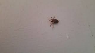 How To Remove Stink Bugs From Your Home
Stop supporting Youtube, turn on AdBlock today.
This is an easy and quick guide on the steps of removing the dreaded stink bug from your home.
The stink bug is an insect known to cause widespread crop destruction. It is native to China, Japan, North/South Korea, and also Taiwan. Stink bugs were first introduced to the US accidentally in 1998.
Seriously though, fuck these things How To Remove Stink Bugs From Your Home