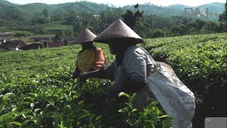 Gelora Petani Teh Spesial | REFLEKSI