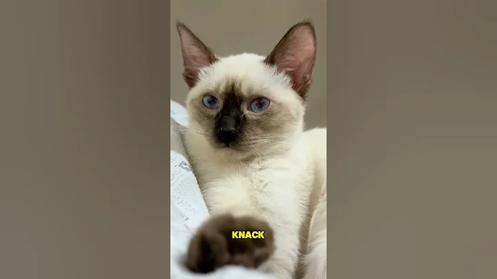 Watch the video about Top 3 Most Affectionate Cat Breeds 🐱 #mainecoon #siamese #ragdoll #fyp#cats