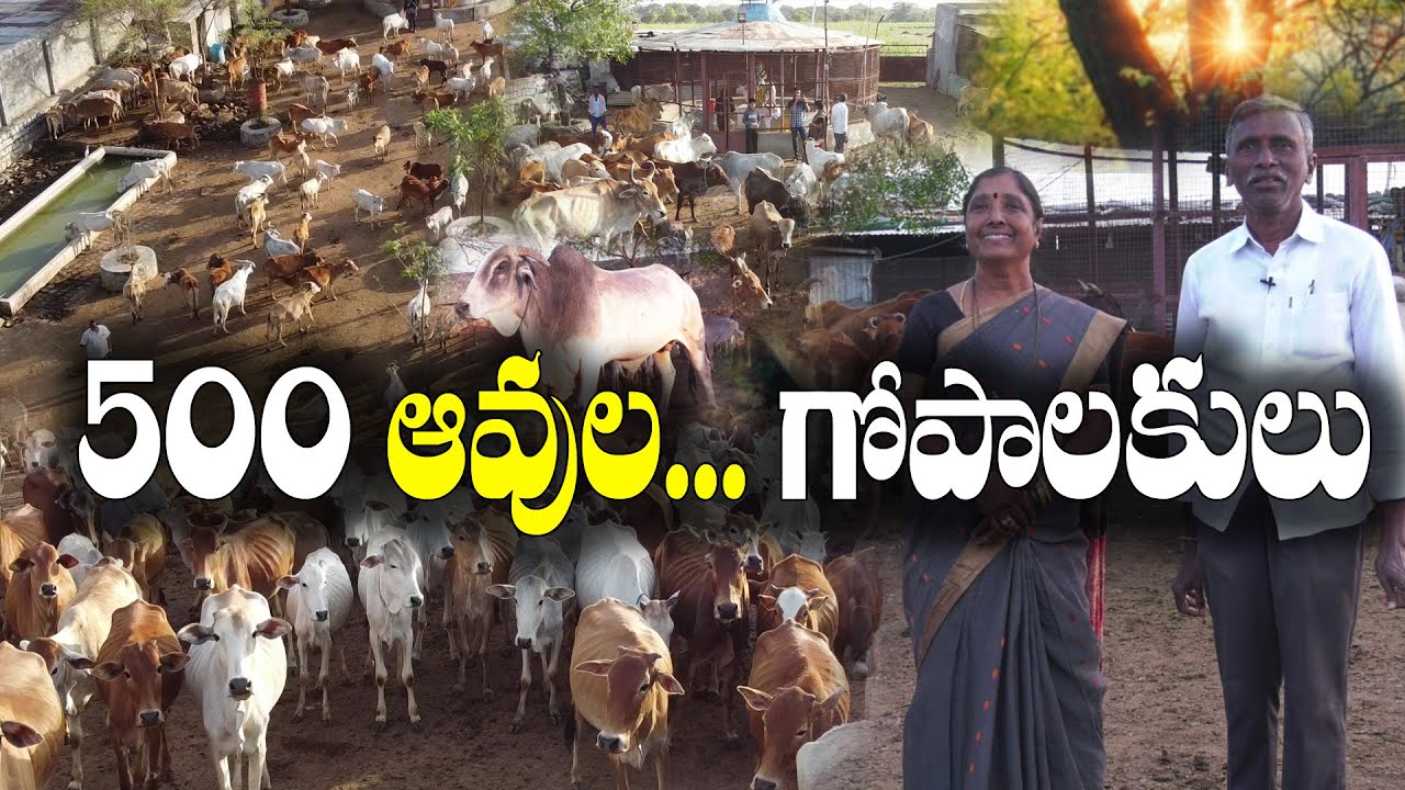4 ఎకరాల్లో.. 500 ఆవులు, 100 కోడెల గోశాల || లక్షల ఖర్చైనా గోసేవకే జై || Madhava Rao