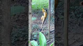 Lindos Monitos 🐒