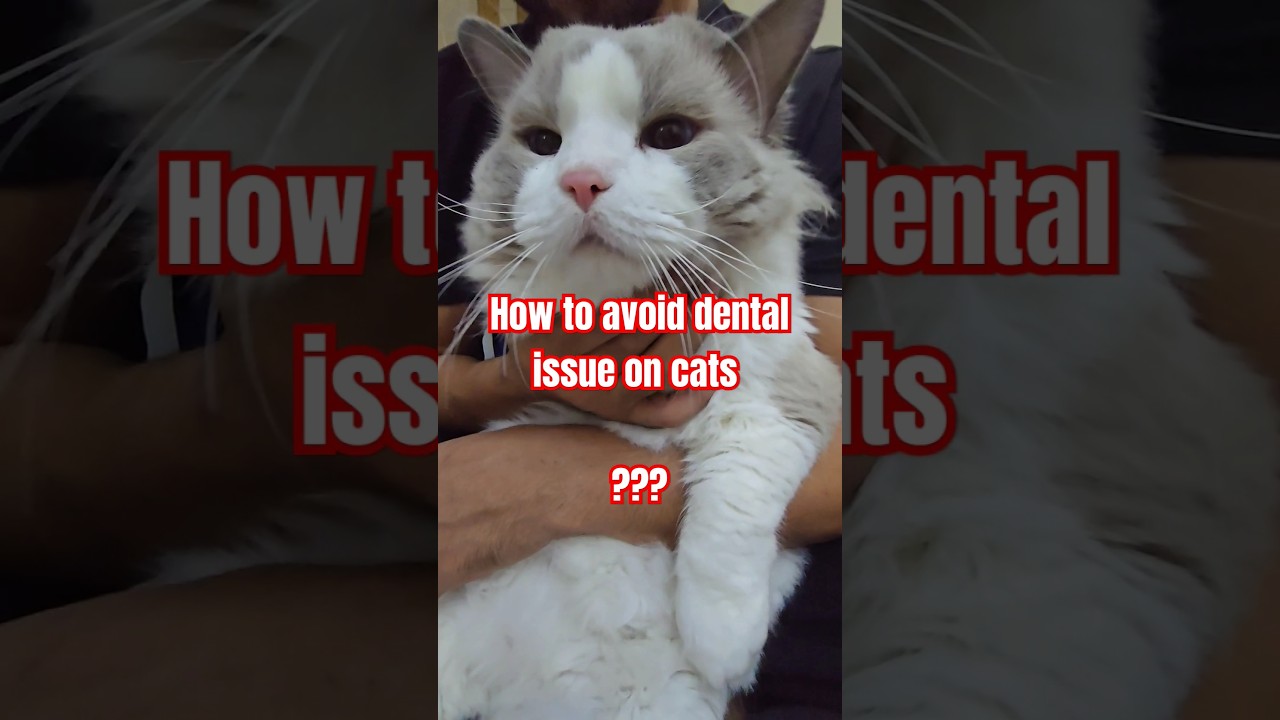 Cat Dental solution medicated water 