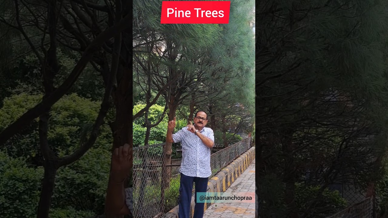 Pine Trees: The Evergreen Giants              