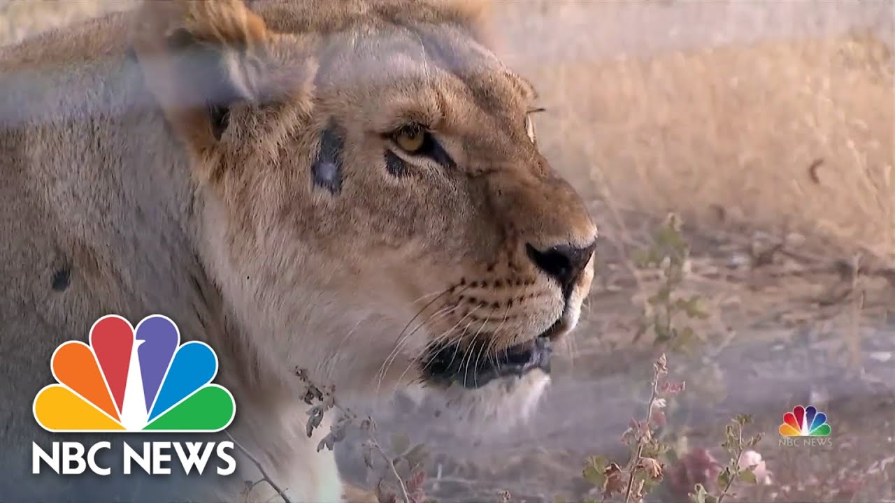 Lions Rescued From Ukraine Arrive at Their New Colorado ...