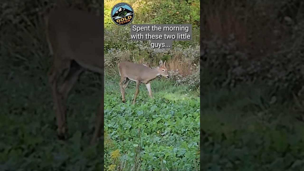 Beautiful twin whitetail deer spike bucks. #whitetail #nature #beautiful