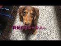 【愛犬】妹に無理やり起こされ目覚めるが全然相手にしてもらえず俺のとこにくるミニチュアダックスフンド