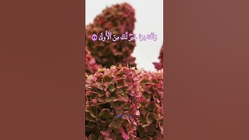 سورة الضحى من القارئ شيخ أبو بكر الشاطري برواية حفص عن عاصم - مرتل