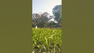 Shorts video viral  video shorts feed youtube search # YouTube video # you tube shorts