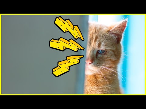Video: Angst- Und Zwangsstörungen Bei Katzen