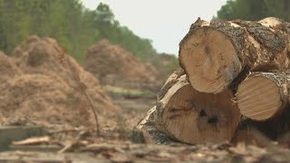 Maine Department of Environmental Protection suspends permit for CMP's new transmission line