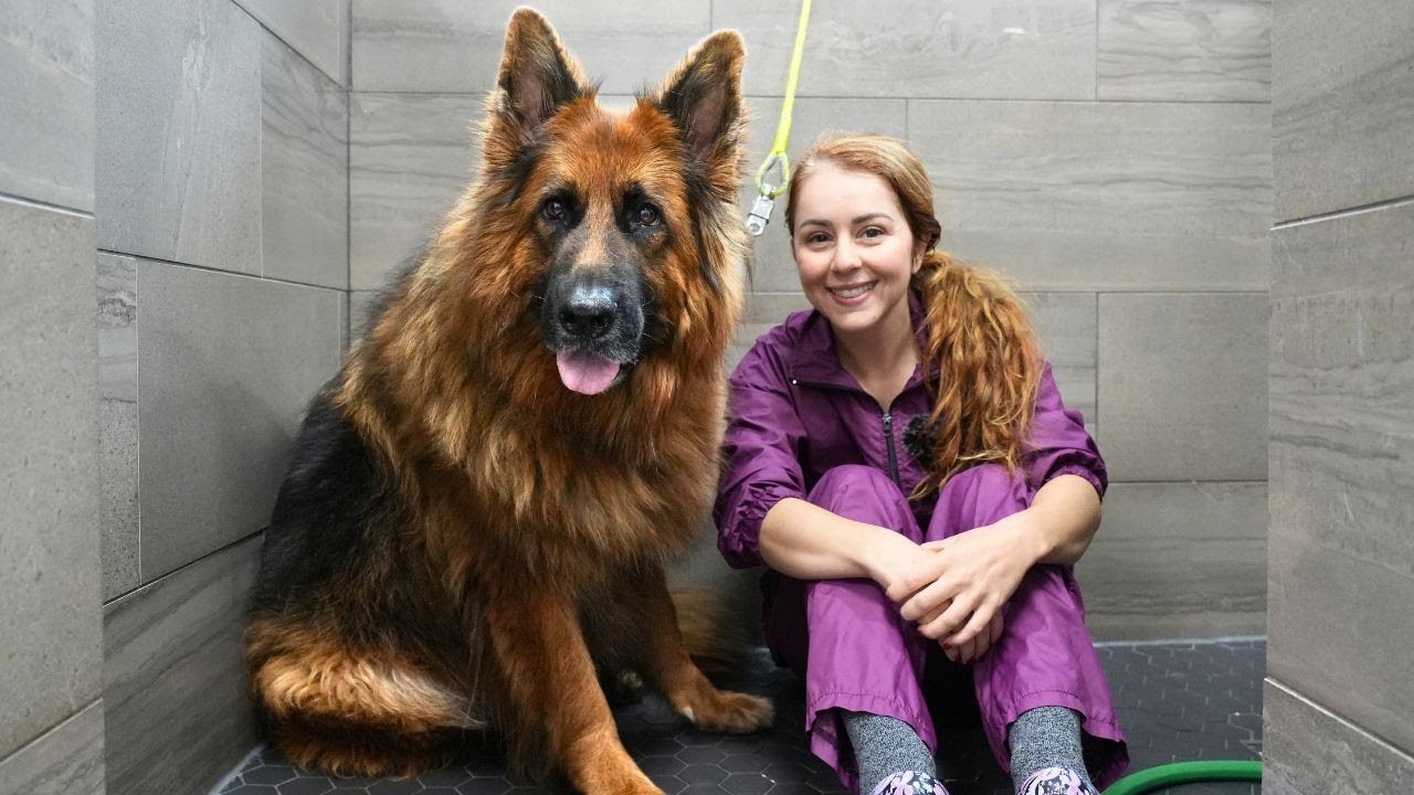 Watch This HUGE Shiloh Shepherd Lose TONS of Undercoat! Ultimate Grooming Glow-Up✂️🐾