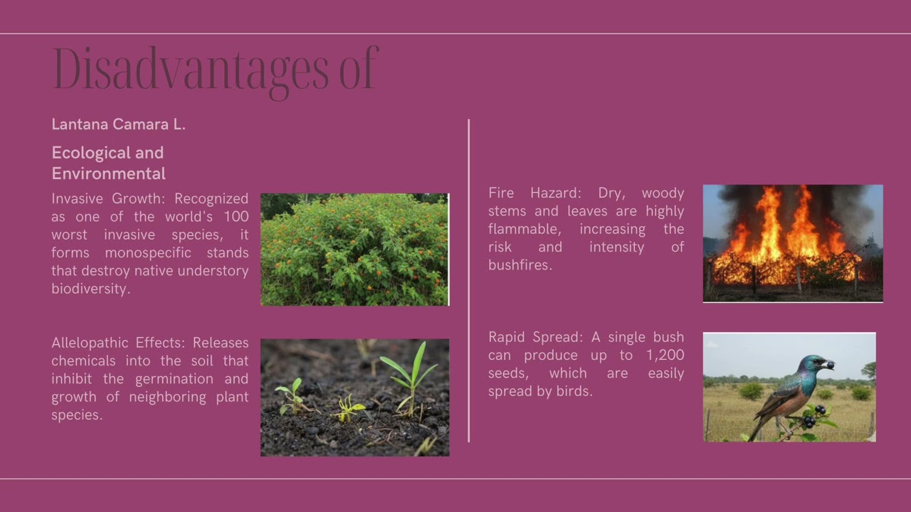 STF1053 Valuing Alien Species (Assignment 3) GROUP 2