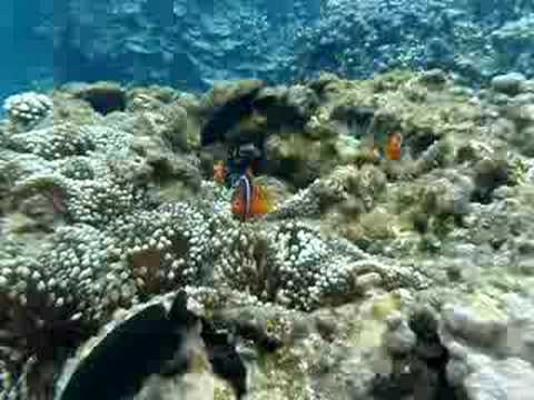 ���R�`�߂��̊C�B�N�}�m�~�������ς����܂���