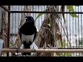 pancingan burung kacer efektif dijamin cerewet dan siap tarung