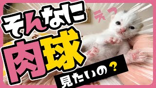 「ちゅぱぱぱぱぁ～」子猫 目を閉じても哺乳瓶でミルクは飲める！ ドアップでチュパるところをみてね【保護猫生活3日目】 by 【子猫のミルボラ】ねこであ ★nekodea 6,990 views 7 days ago 10 minutes, 8 seconds