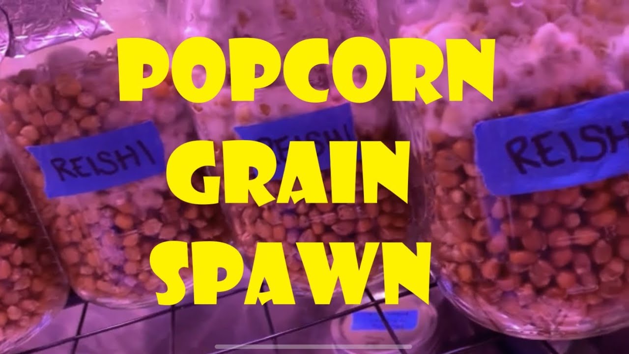 Popcorn Grain Spawn - YouTube