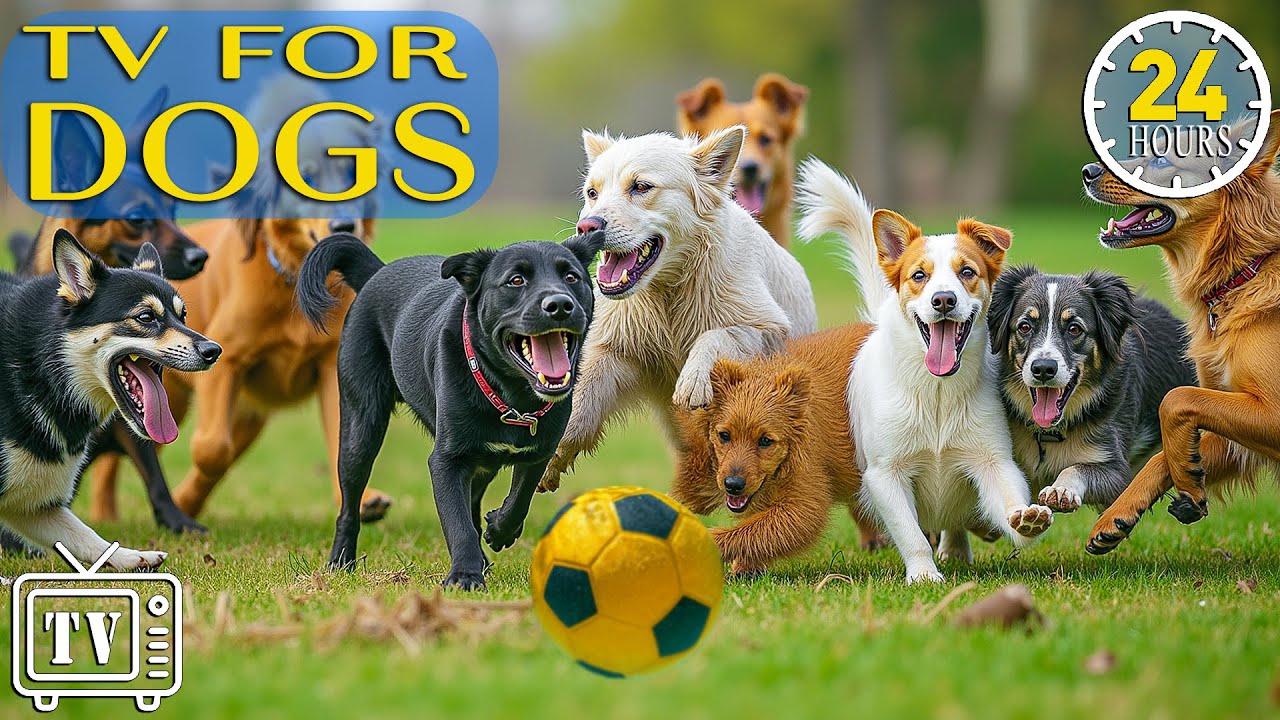 24 Hours of Fun & Relaxing Dog TV: Best Boredom-Busting Videos with  Music For Dogs When Home Alone