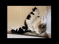 22/08/11 12時 生後約11ヶ月 三匹の雌猫 三姉妹 ライブ
