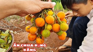 Hái Và Ăn Trái Cây Rừng | Sang Vlog