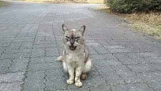 公園のいつもの野良猫、今日は何時もと違うところまで来てました