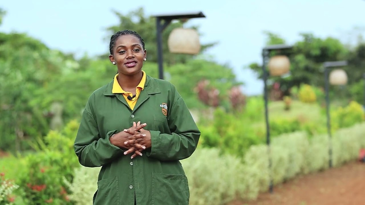 Kaynela Food Carnival