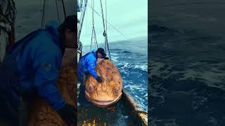 Massive Fish Caught..