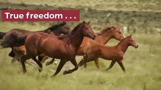 True Freedom
Have you ever
• wanted to know if animals go to heaven?
• felt a heart-to-heart connection with an animal?
• grieved the loss of a pet?
• had an amazing spiritual experience with a pet or an animal in nature?
• felt that animals can teach us lessons about living life?
Eckankar is delighted to offer the Animals Are Soul blog as a spiritual resource for people of all faiths and backgrounds.
In this blog you’ll find inspiring, real-life stories about the amazing gifts of divine love animals bring to all of us. Filled with heart-opening examples of spiritual insights and truths, these articles can help you find answers to your deepest questions about life, love, and the divine purpose of Soul.
Read on to discover the many ways animals spiritually enrich our lives and can act as an instrument of God’s love for all life.
Visit www.AnimalsAreSoul.blog and www.Eckankar.org. True Freedom
