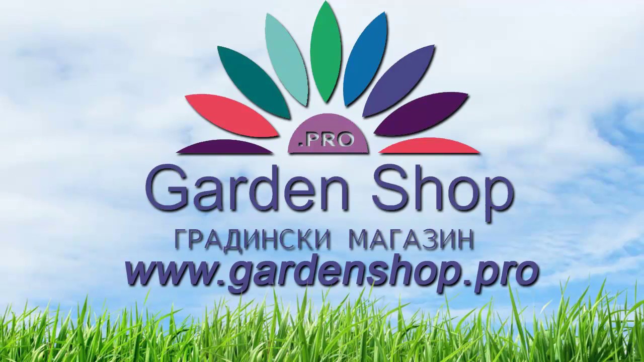 Скабиоза многолетняя однолетняя выращивание - YouTube