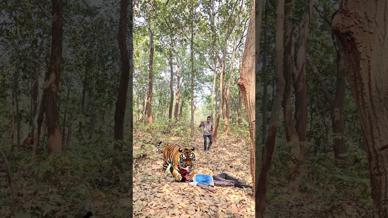 open tiger attack in jungle VFX 