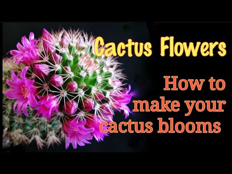 How to encourage cactus to bloom | Cactus Flower - YouTube