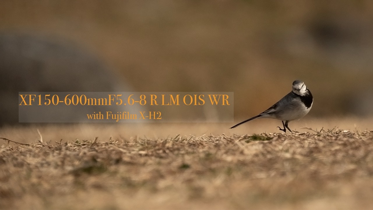 東京野鳥景「2月の二子玉川」XF150-600mmF5.6-8 R LM OIS WR with fujifilm xh2