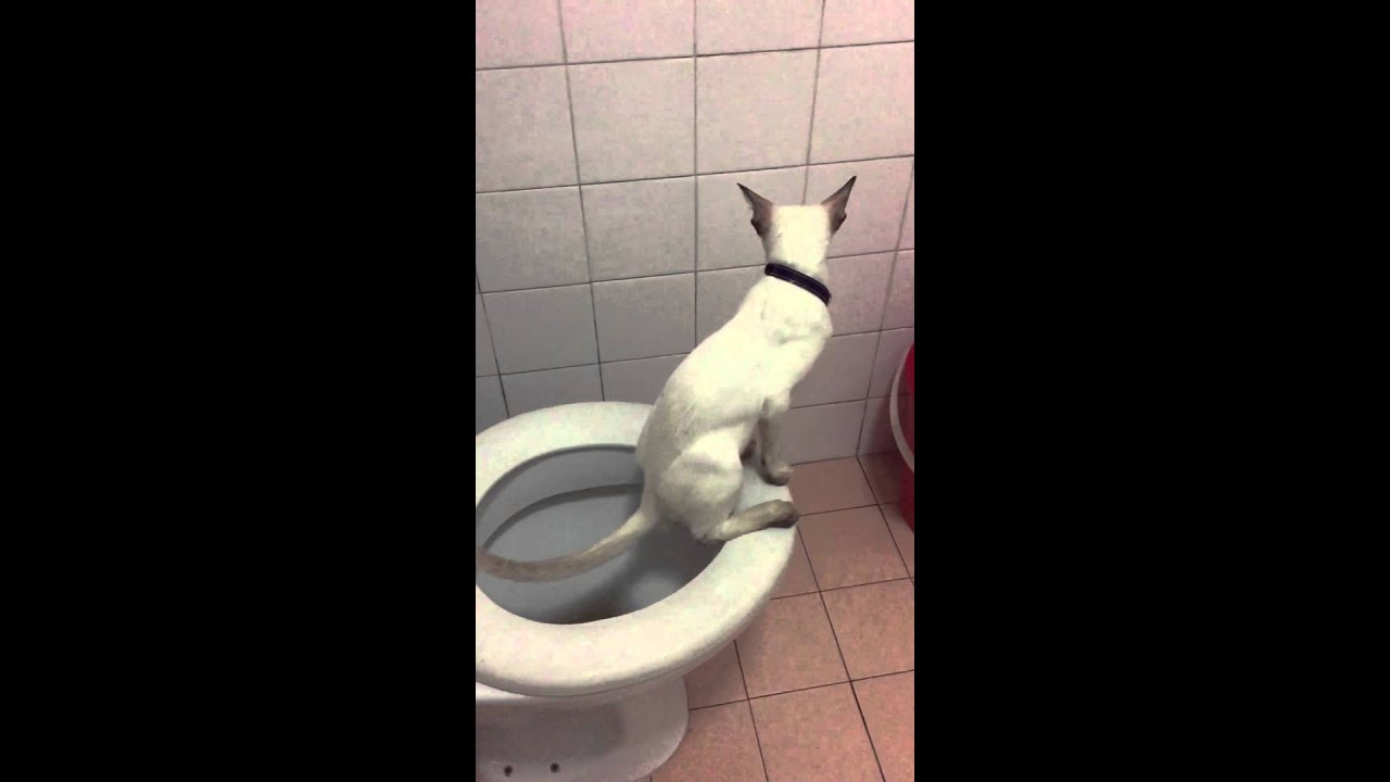 Toilet trained Siamese kitten YouTube